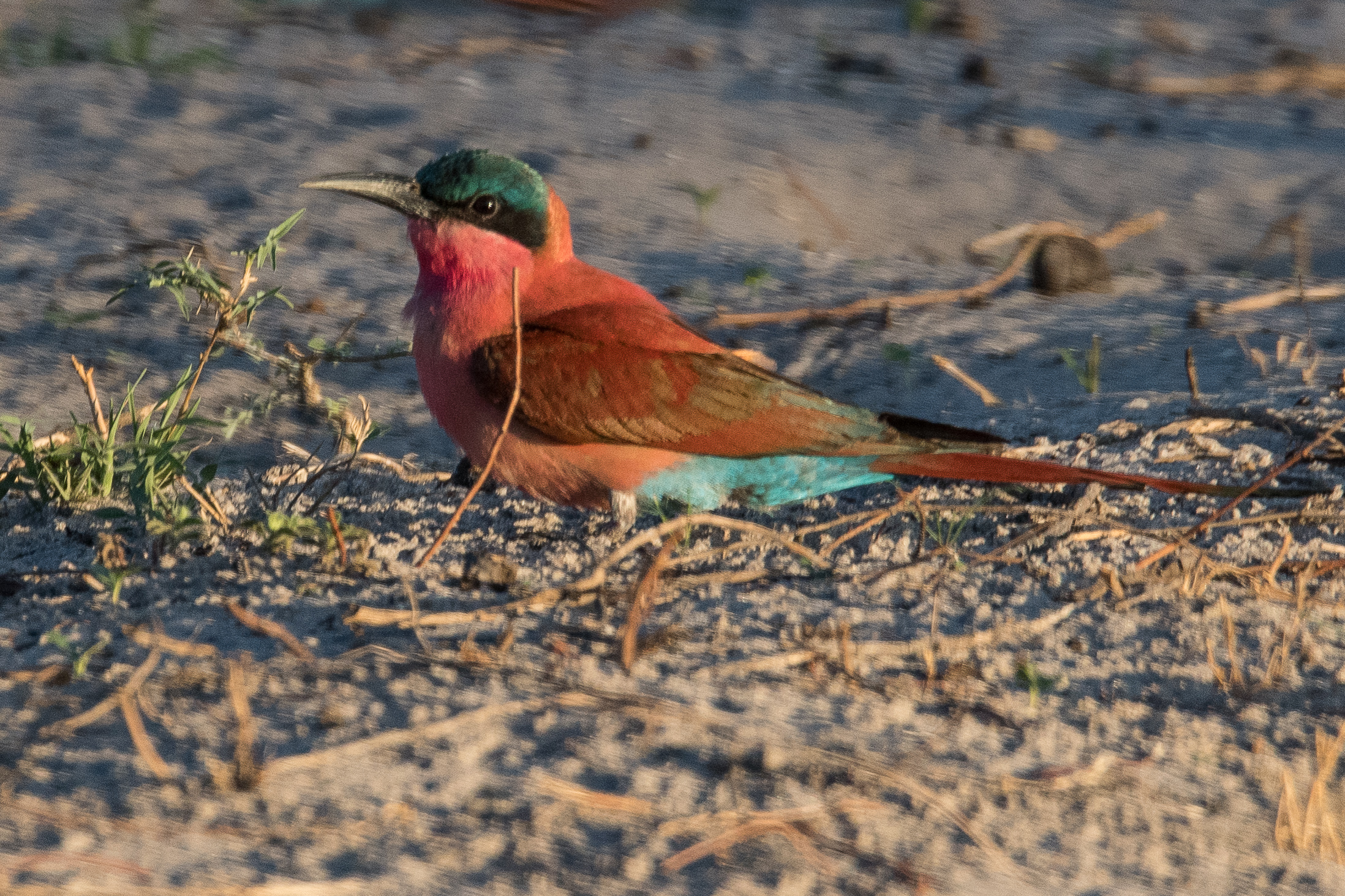 Guêpier carmin adulte (Carmine bee-eater, Merops nubicoides), Kwando reserve, Botswana.